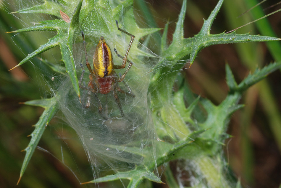 Argiope e Cheiracanthium